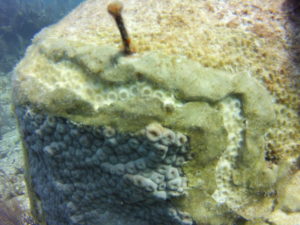 diseased coral head close up