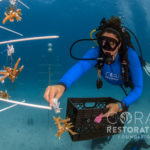 Coral Restoration staff collecting coral from the underwater nursery