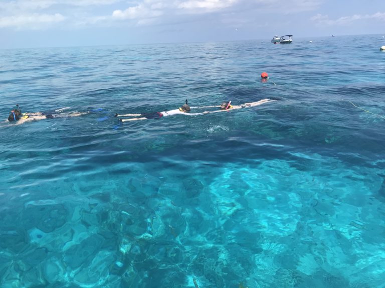 Key Largo Snorkeling Adventures Island Ventures Book Now