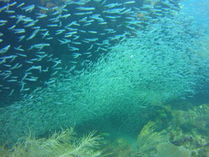 Shows a school of thousands of minnows at minnow caves Key Largo