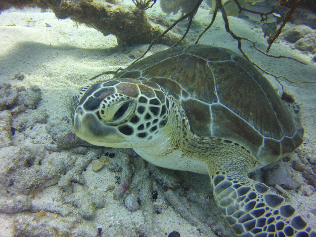 Turtle resting on seabed