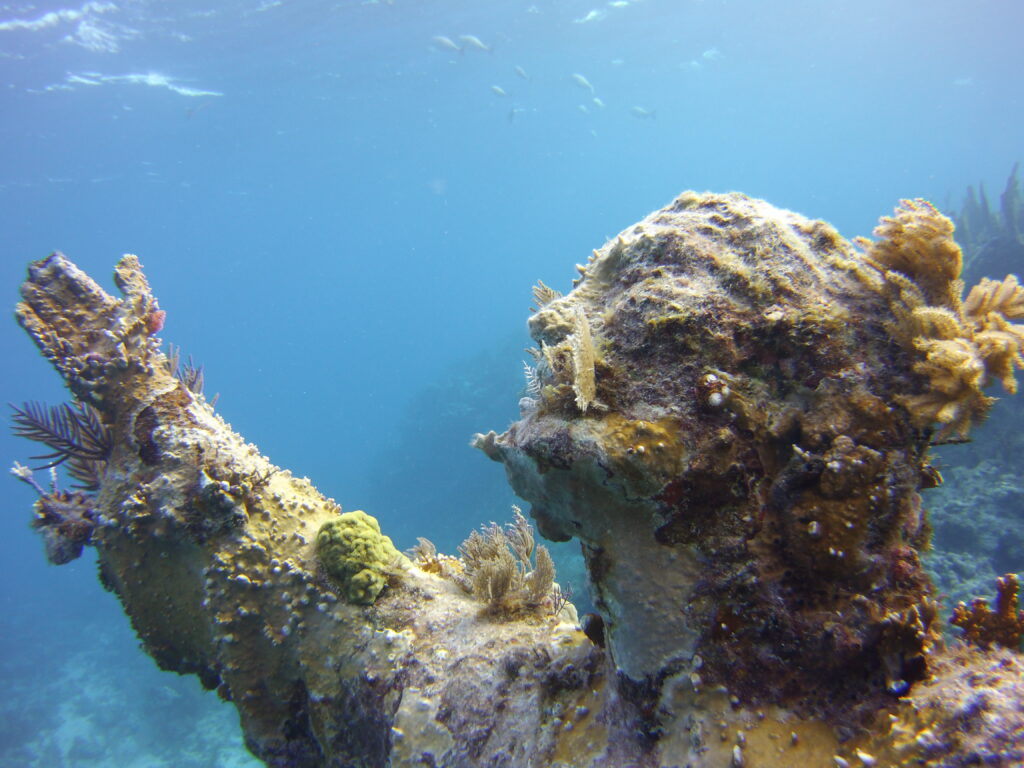 SCUBA and Snorkel Tours to the amazing key largo reef