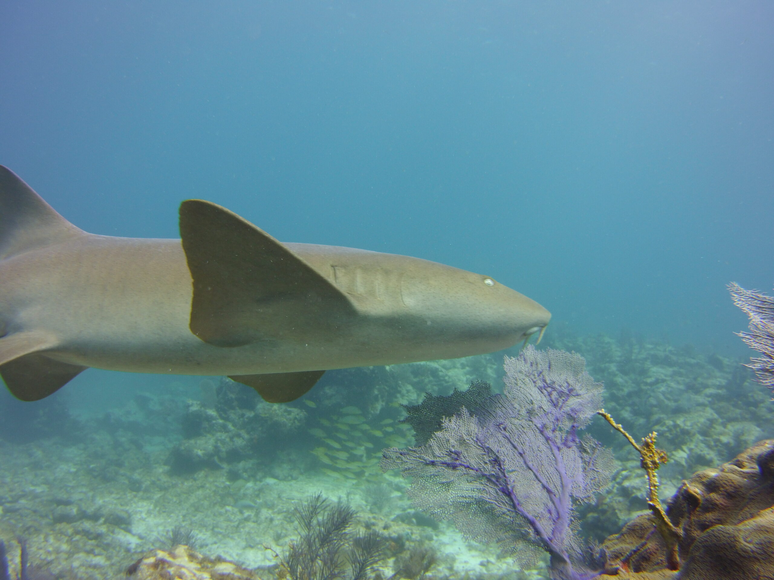 Nurse shark swims right in front of diver