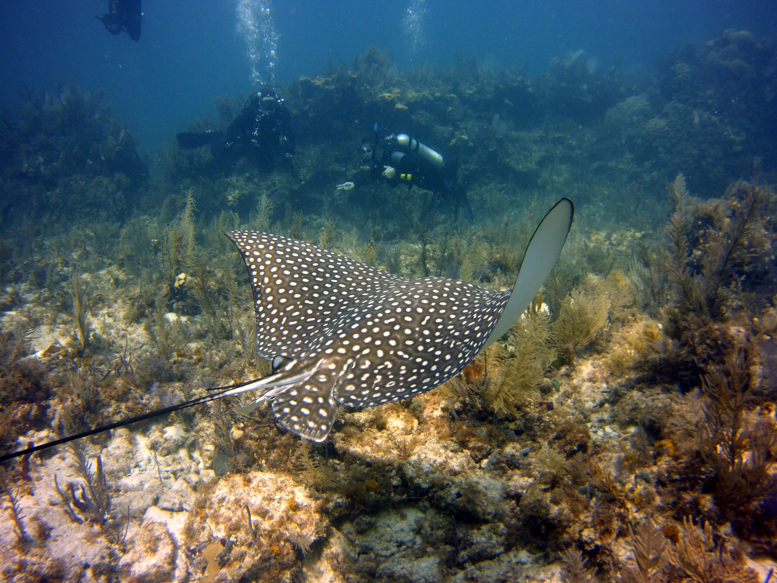 Eagle ray and divers